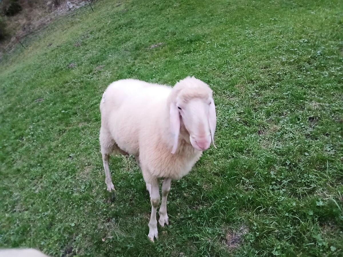 Weißer Bergschafwidder 3