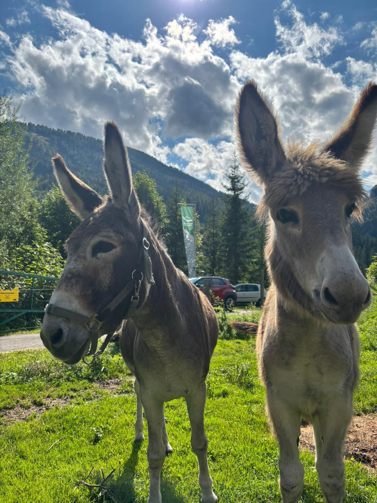 Hengstfohlen halbjährig zu verkaufen 1