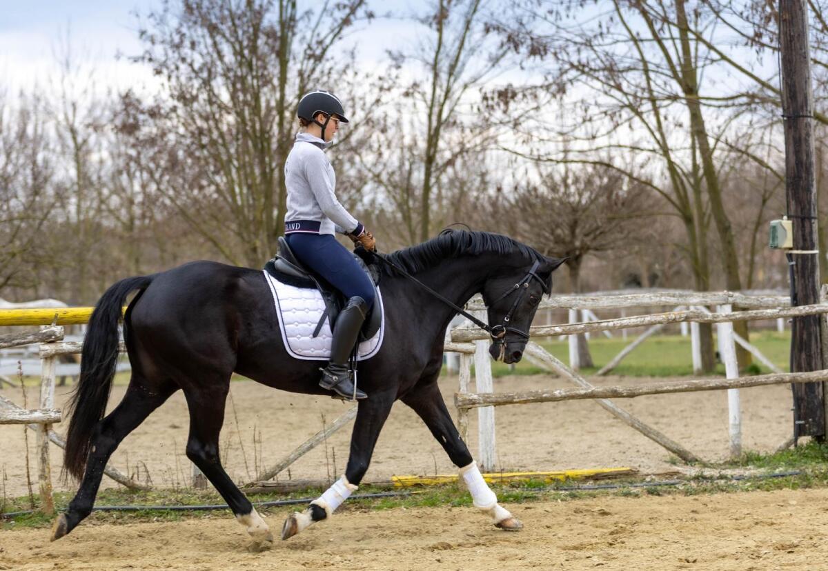 Dressurpferd Stute zu verkaufen – Elafó 2
