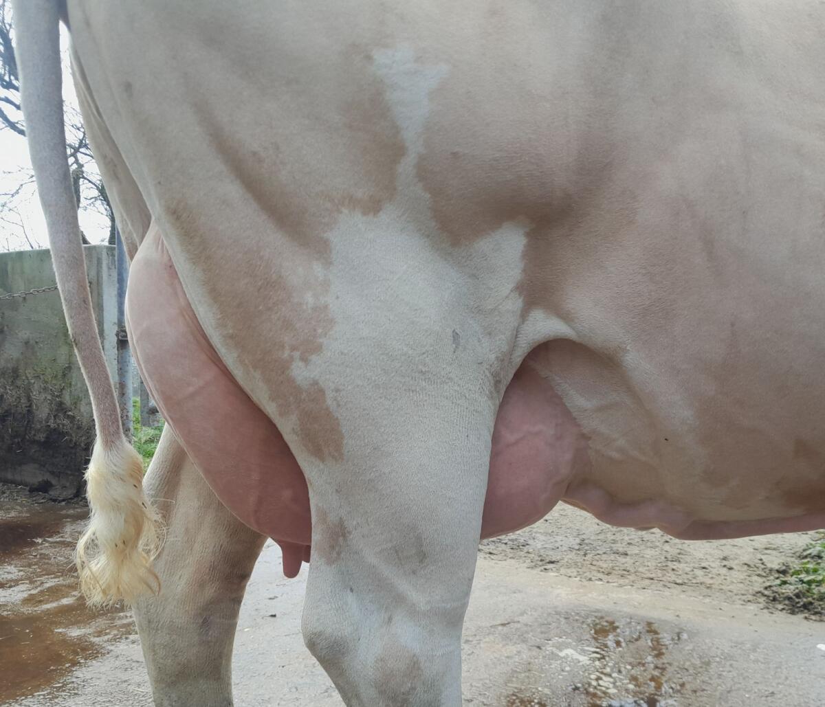 Schöne leistungsbereite BIO Kuh, genetisch hornlos, silofrei 1