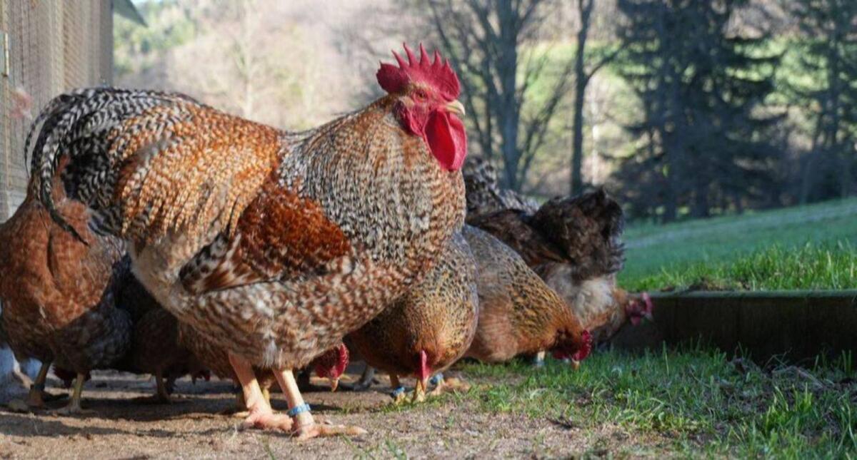 Bruteier Bielefelder Kennhuhn 1