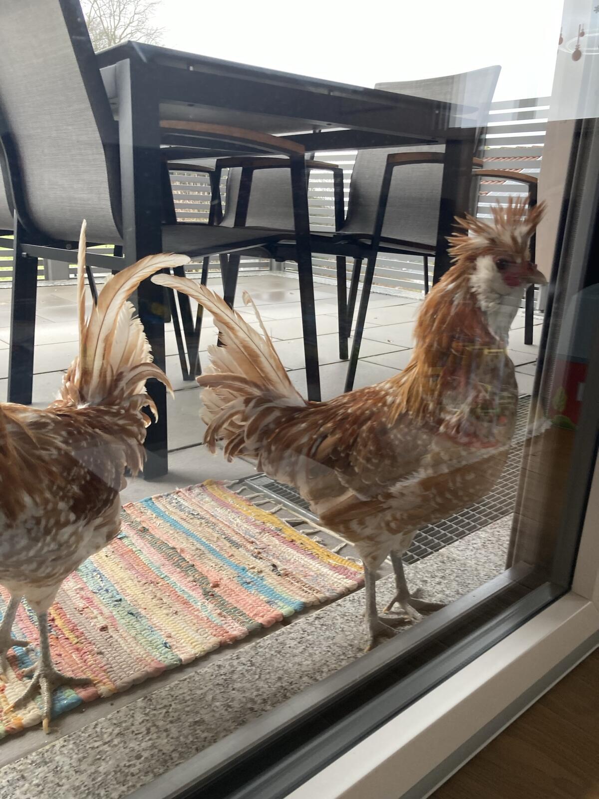 Paduaner Zwerghähne 2