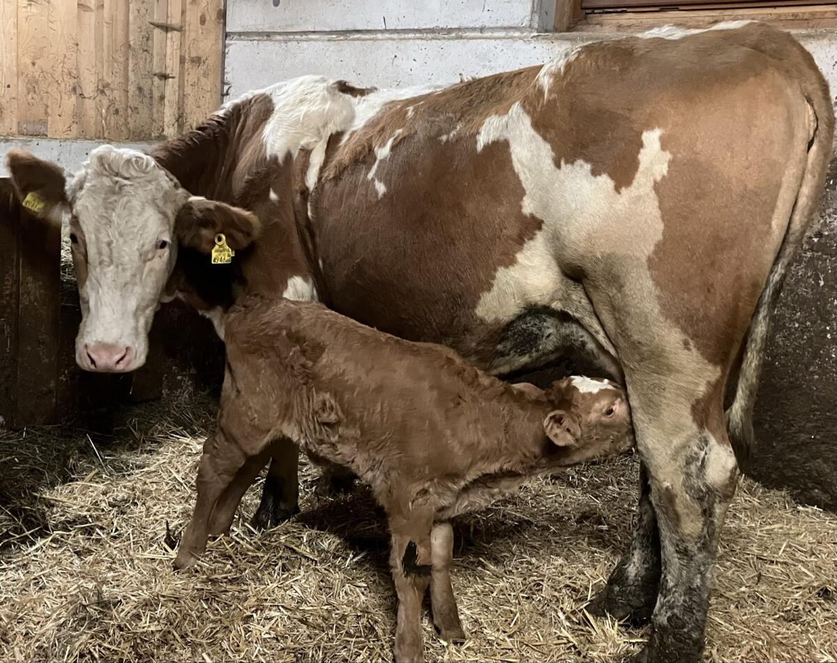 Bio Fleckvieh Mutterkuh mit Kalb 1