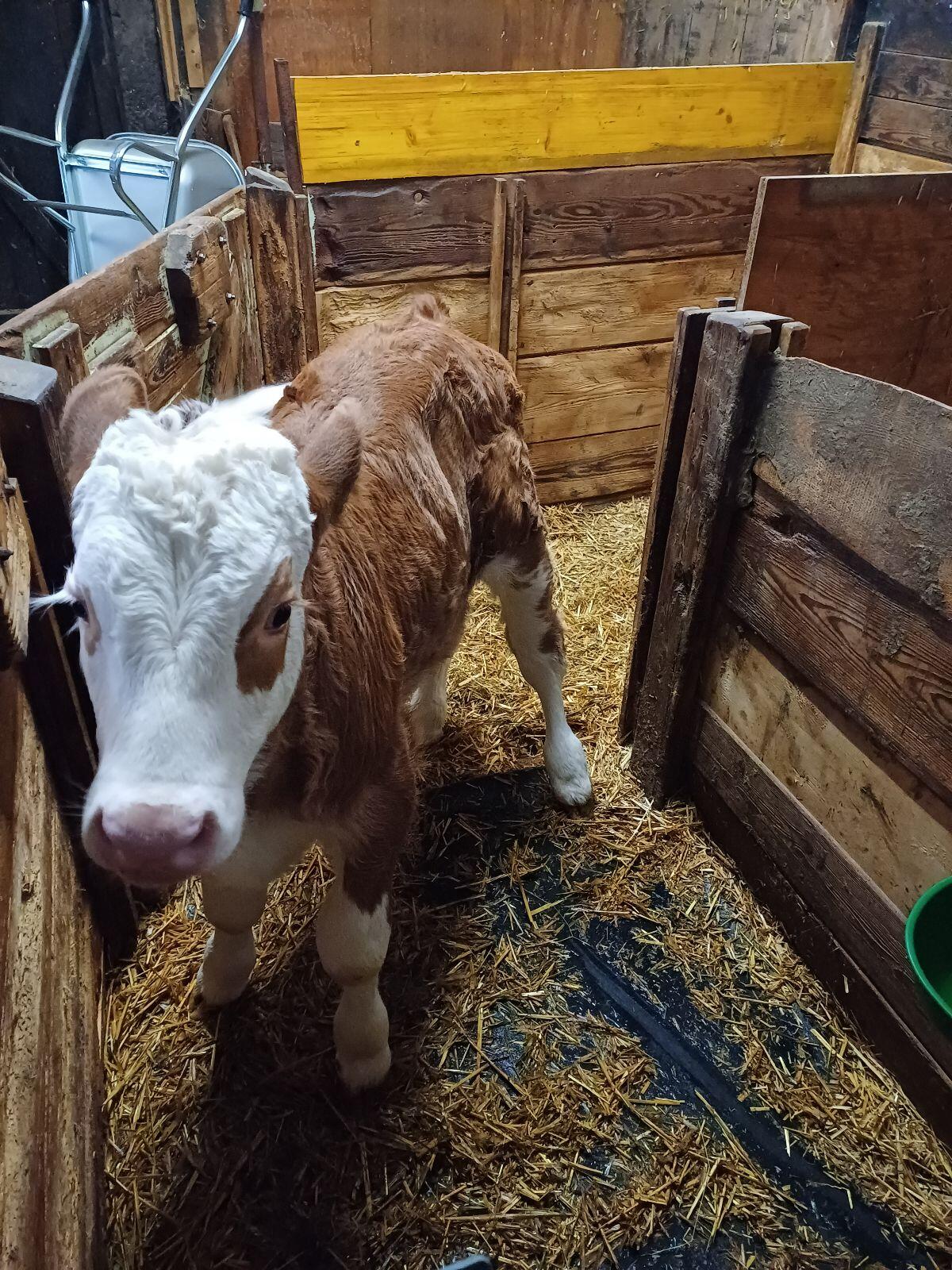 Bio-Fleckviehstierkalb genetisch hornlos 1