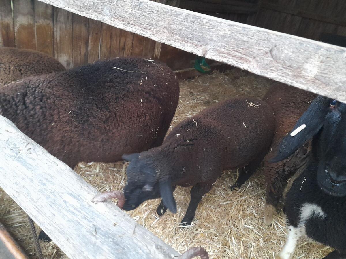 Verkaufe reinrassige Juralämmer 2