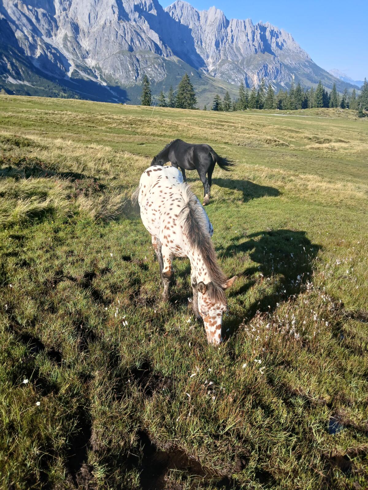 Verkaufe Noriker Tigerhengstfohlen 1