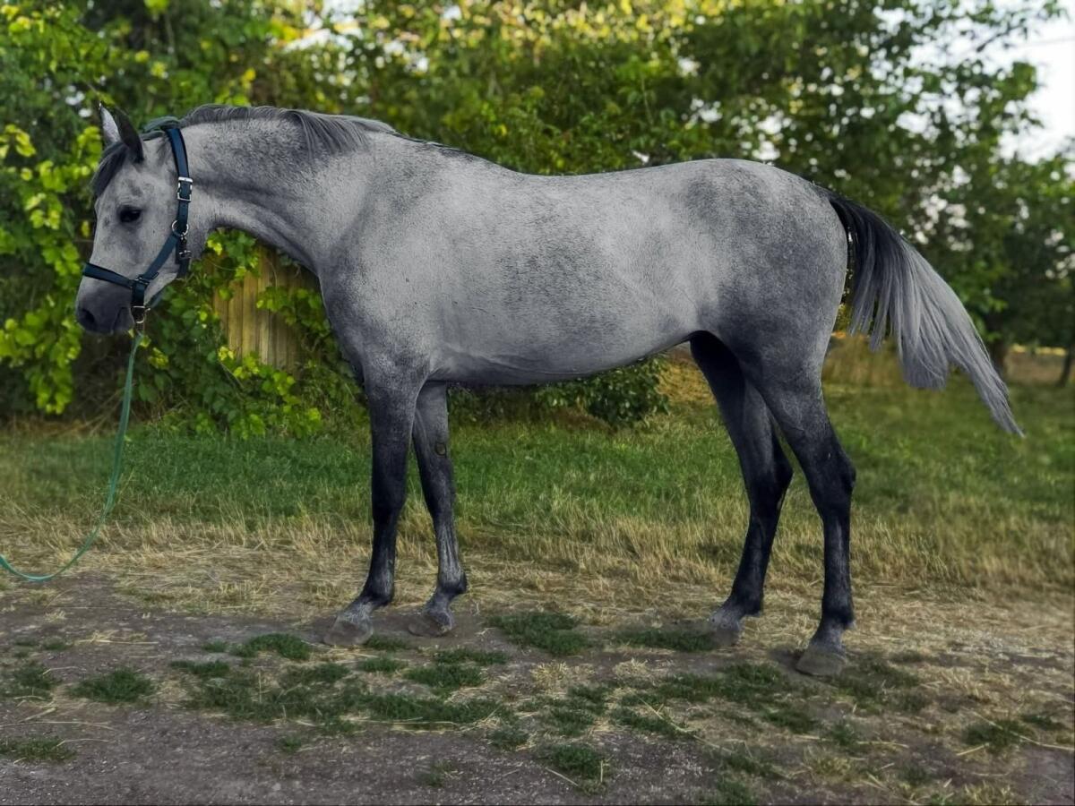 Ungarische Springstute 1