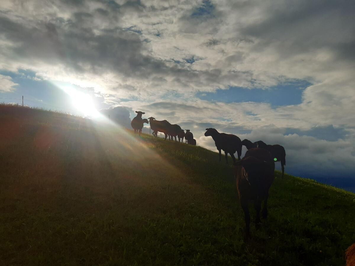 Verkaufe Jura Zuchtwidder gekört 1
