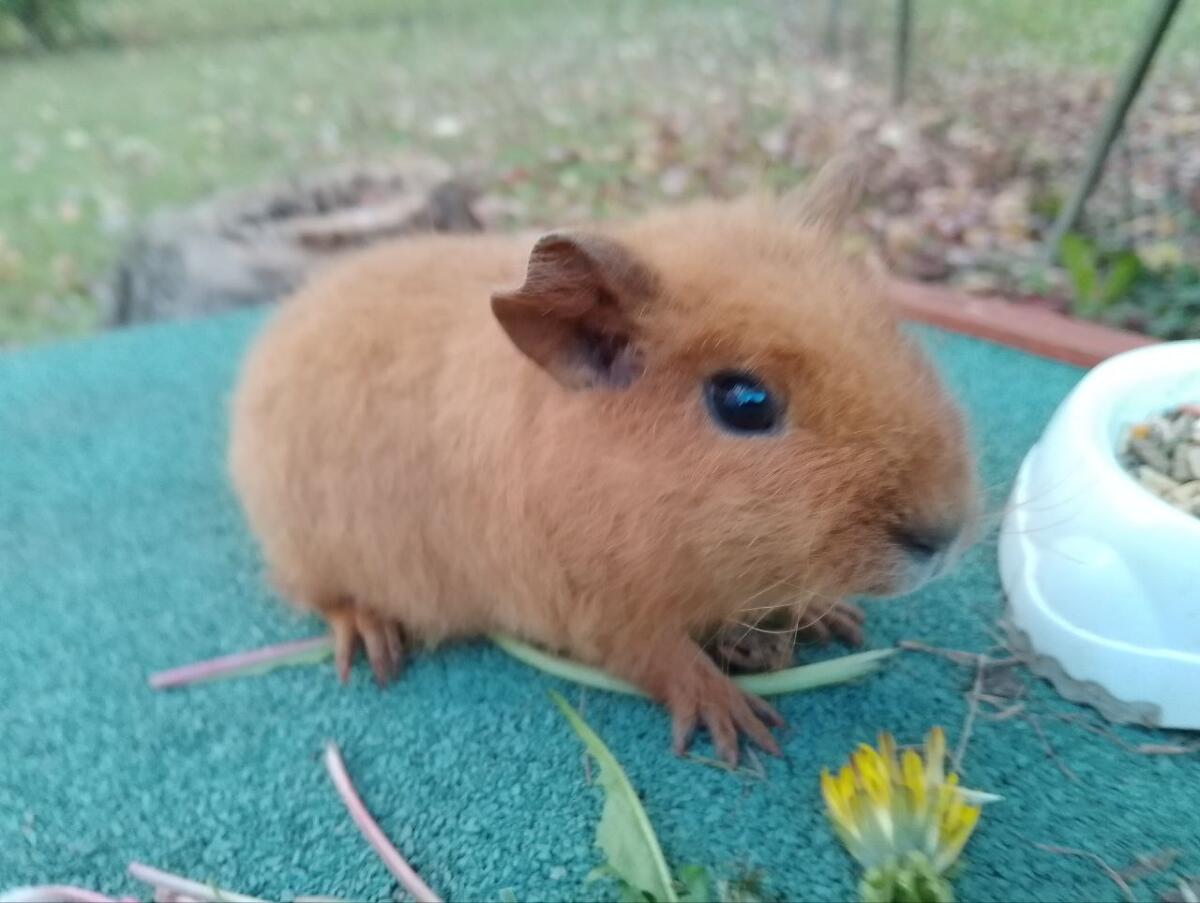 Meerschweinchen Weibchen 3
