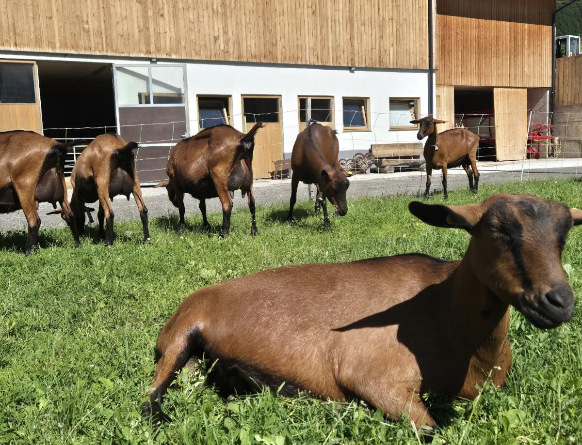 GGZ Zuchtkitze weiblich 1