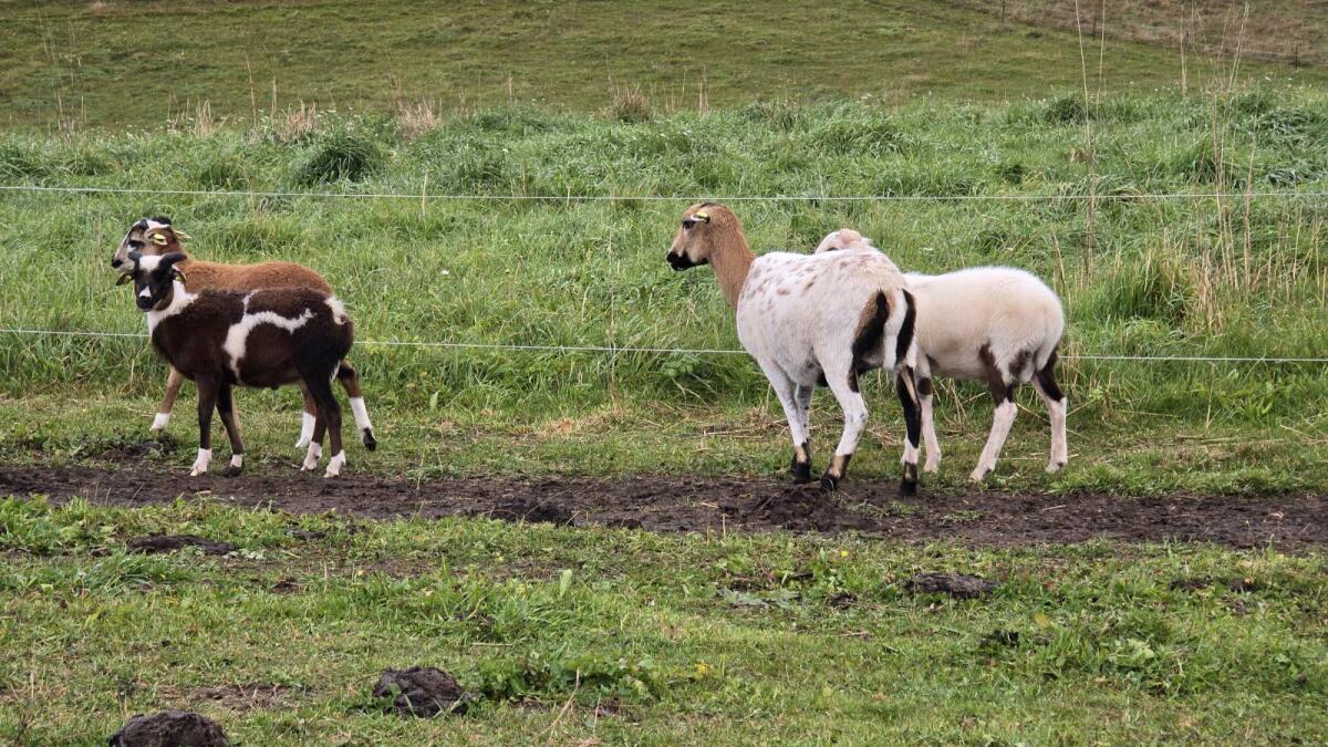 Bunte Kamerunschafe 3