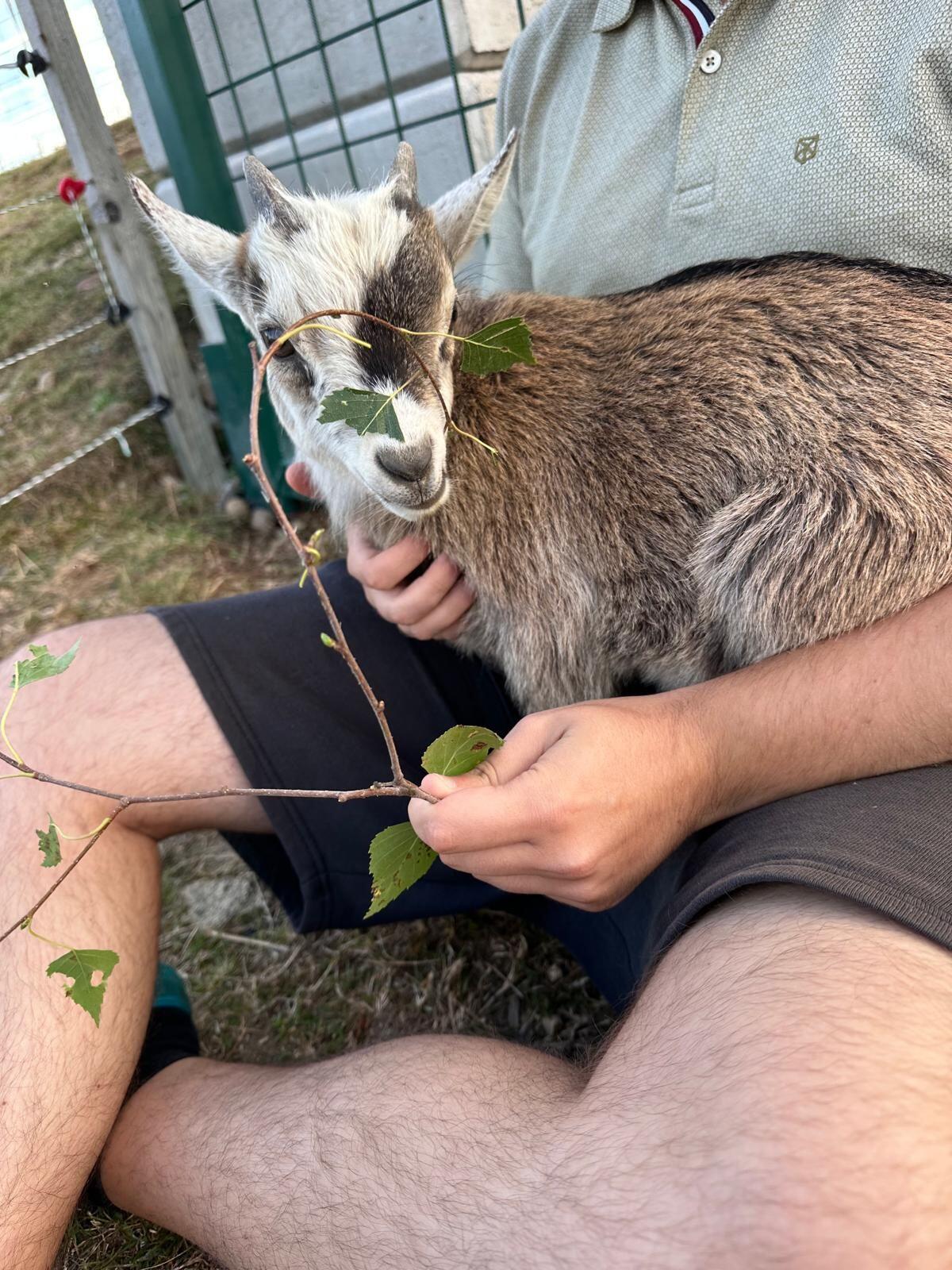 Zwergziegenbock zu verkaufen 2