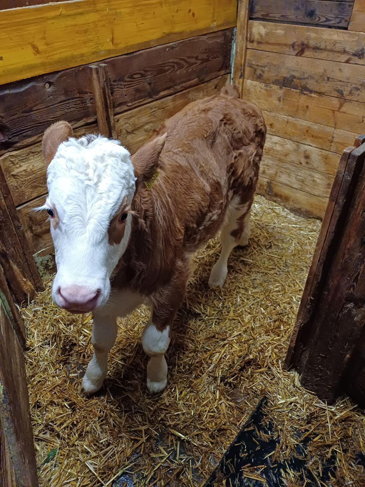 Bio-Fleckviehstierkalb genetisch hornlos 2