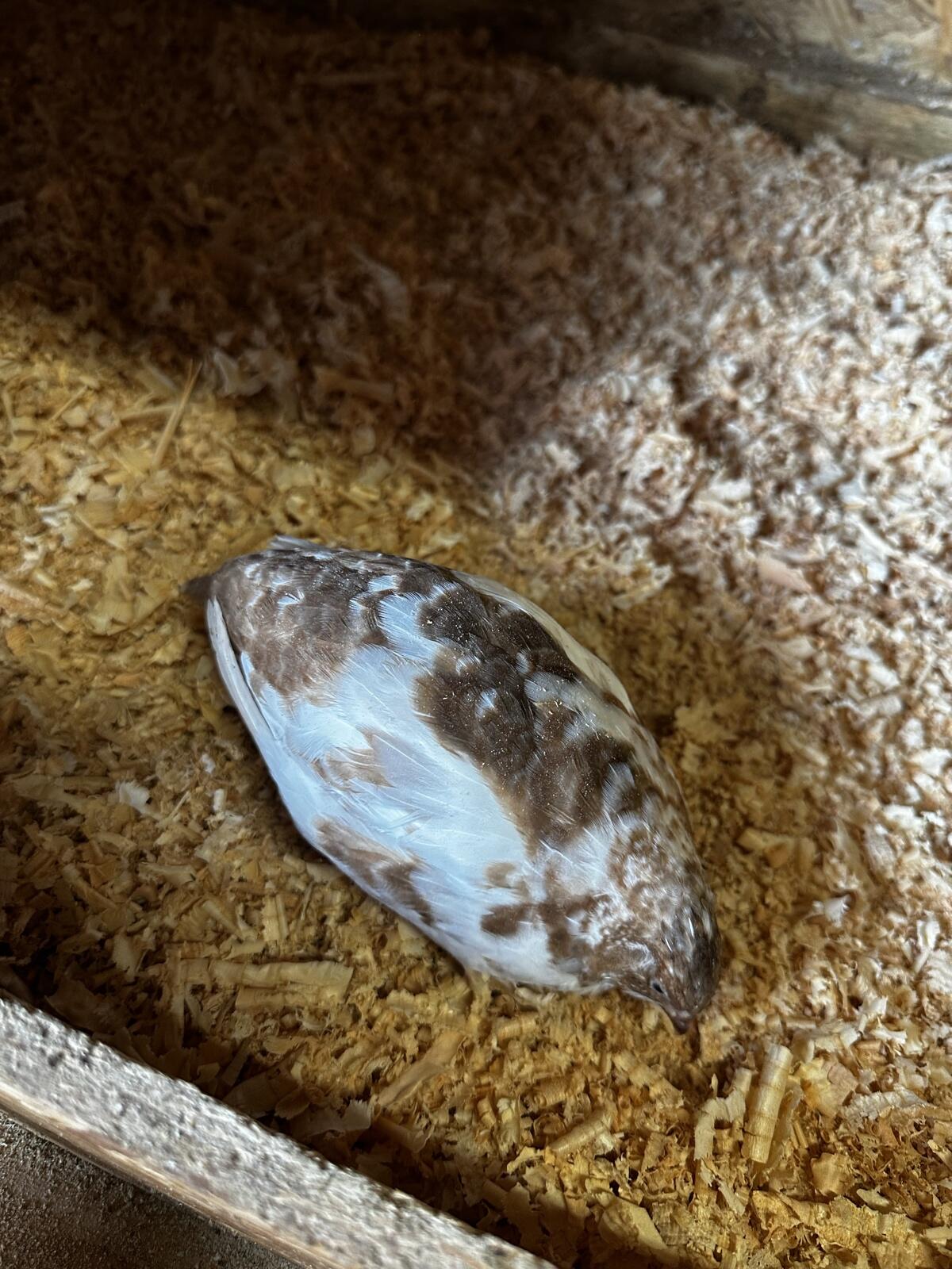 Reinerbige getupfte celadon Wachtelhennen 1