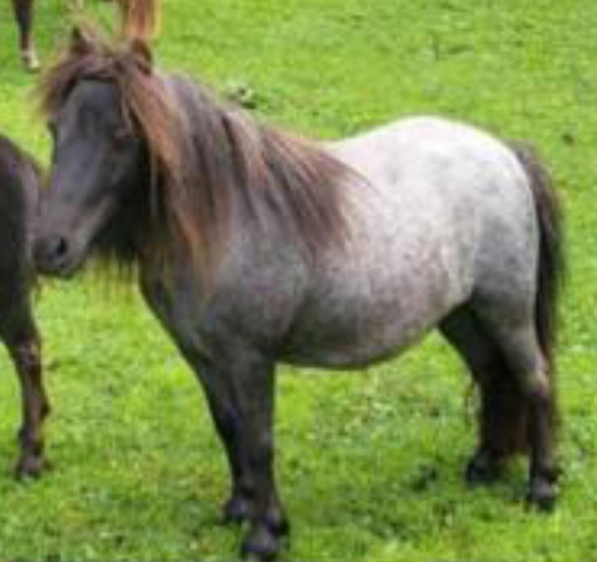 Minishetlandponystute Blue Roan 1