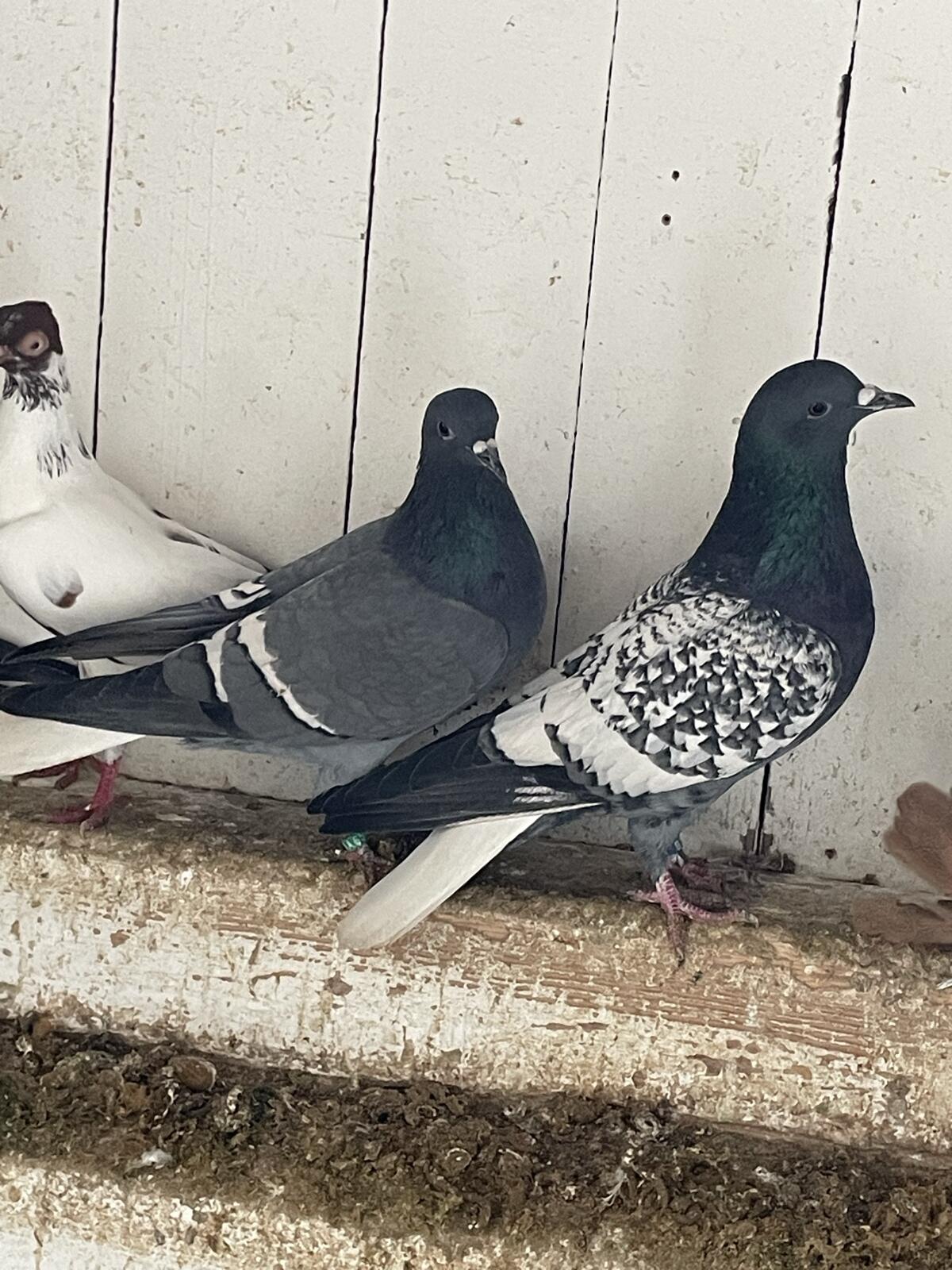 Österreichische Weißschwänze 1