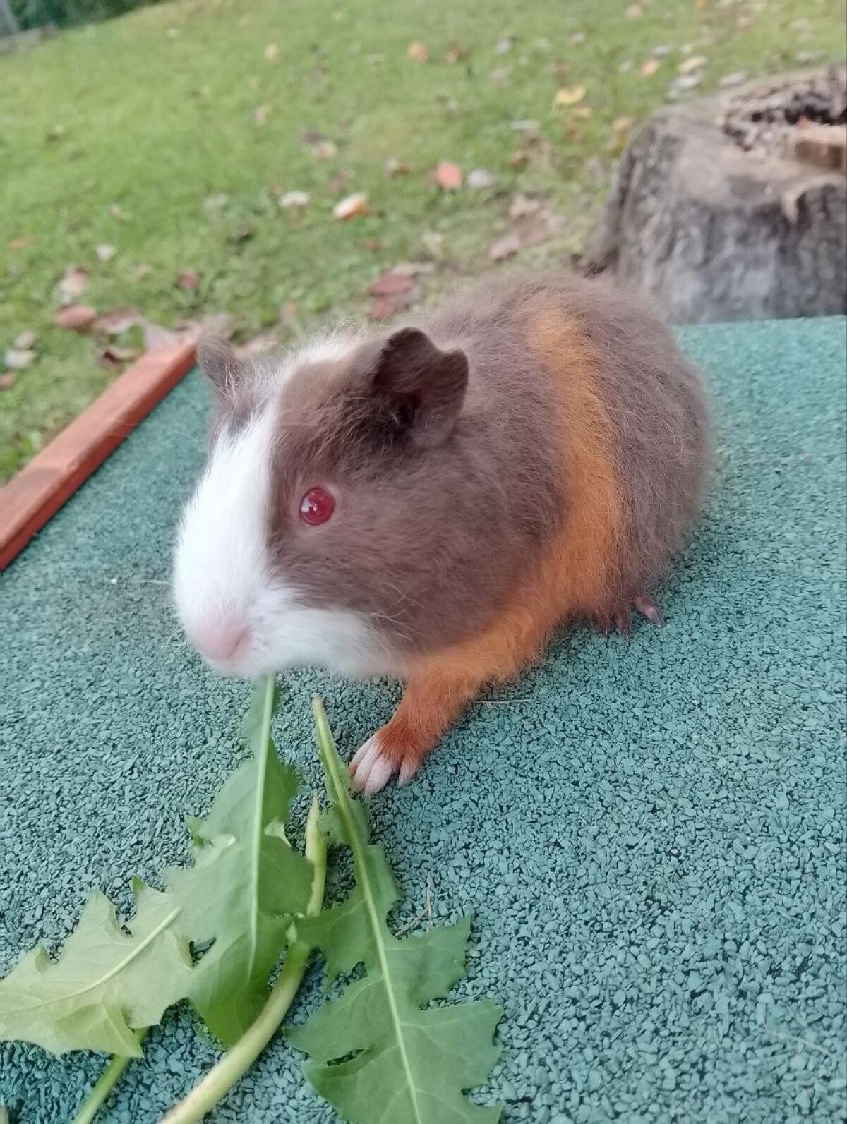 Meerschweinchen Weibchen 2