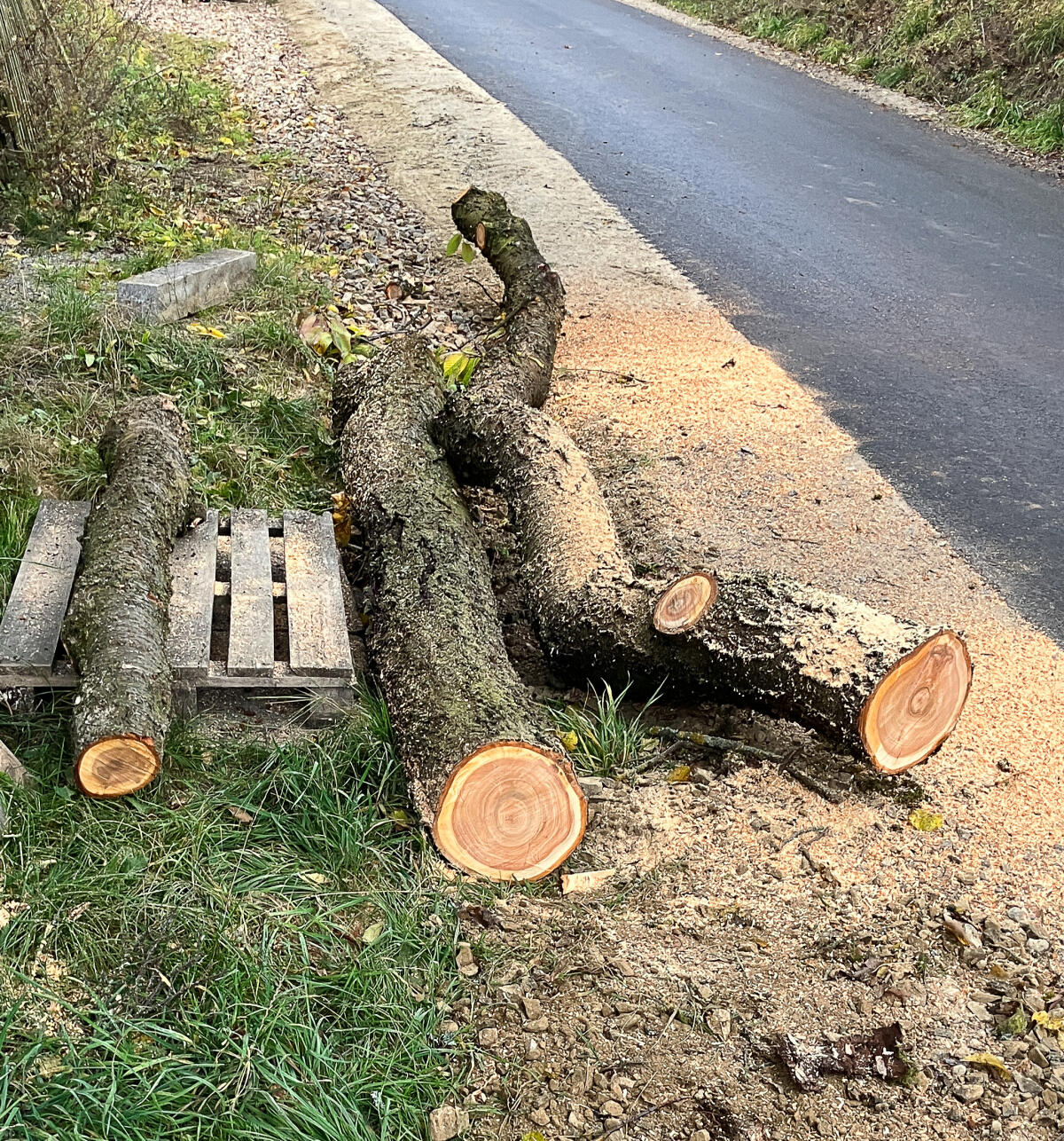 Kirschbaum Stamm und Äste 1