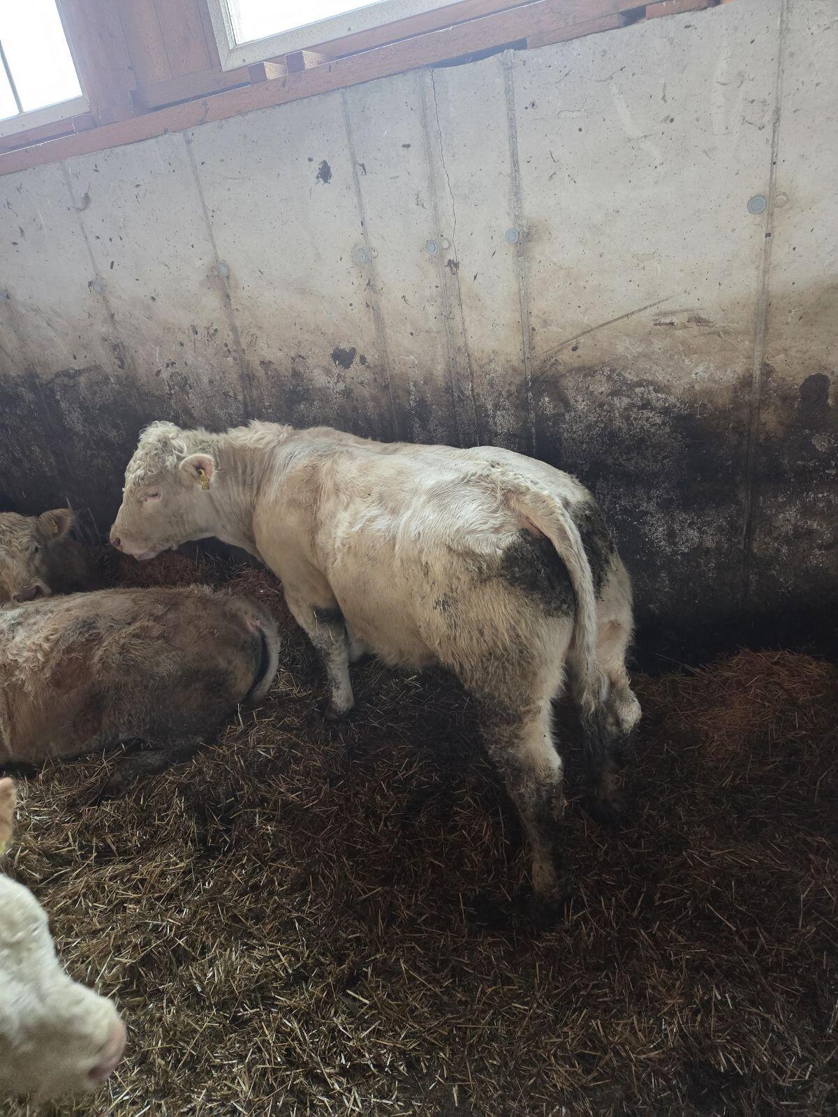 Verkaufe Reinrassige Charolais Stiere 1