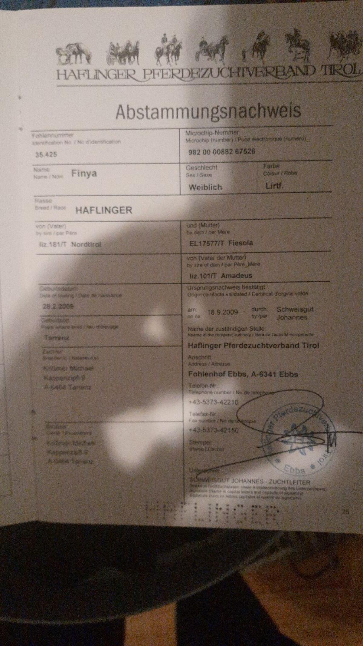 Haflingerstute zu verkaufen 3