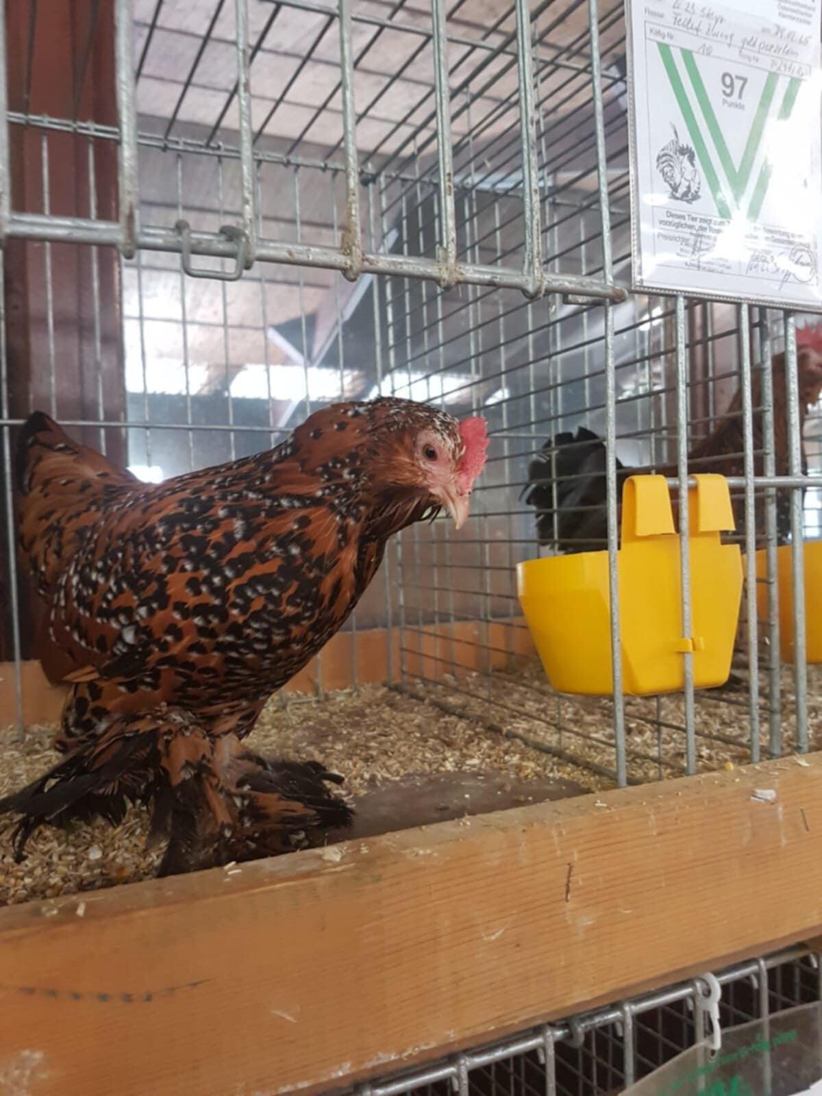 Federfüßige Zwerghühner 1