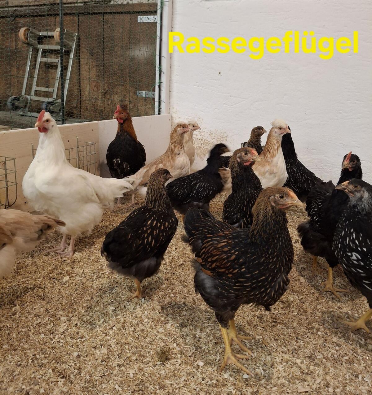 Geflügel Hühner Hennen Hähne 1
