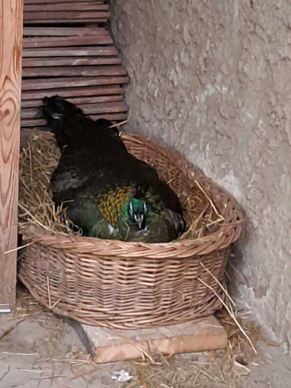 Pfauenpaar Ährenträger-Kreuzungen 3