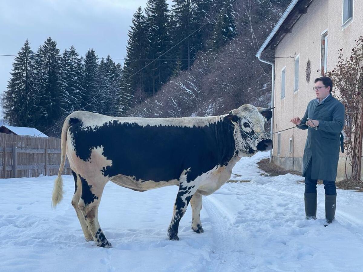 HB Pustertaler Jungstier zu verkaufen 1