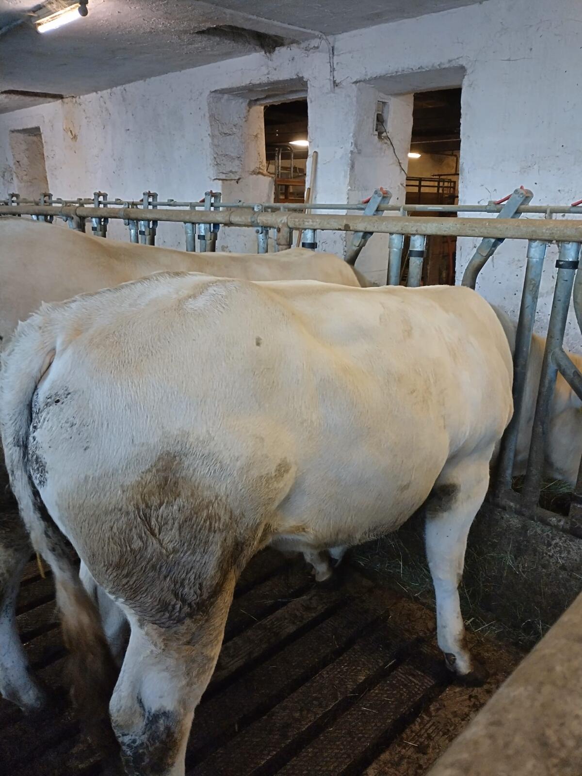 Blonde d'Aquitaine Stiere zum Verkauf 2