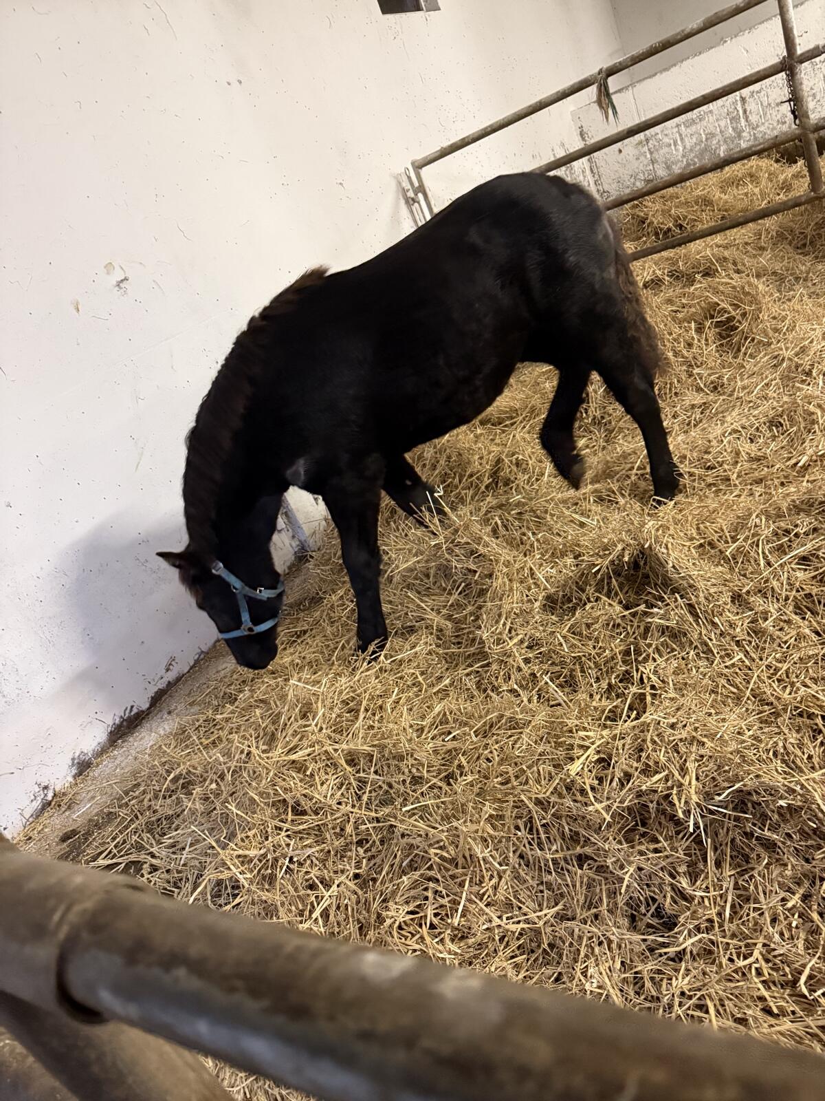 Noriker Stutfohlen 2