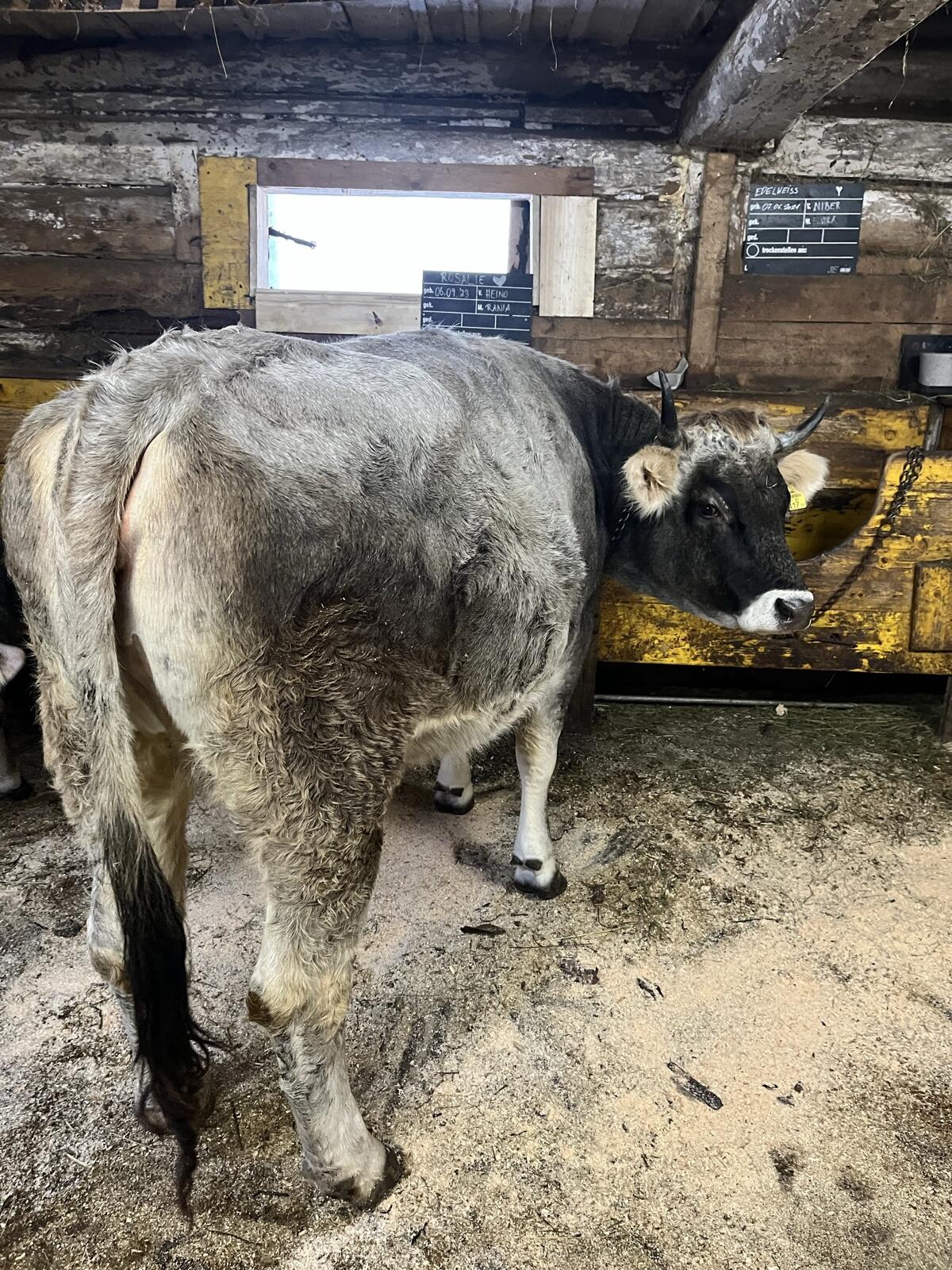 Tiroler Grauviehkalbin tragend 3