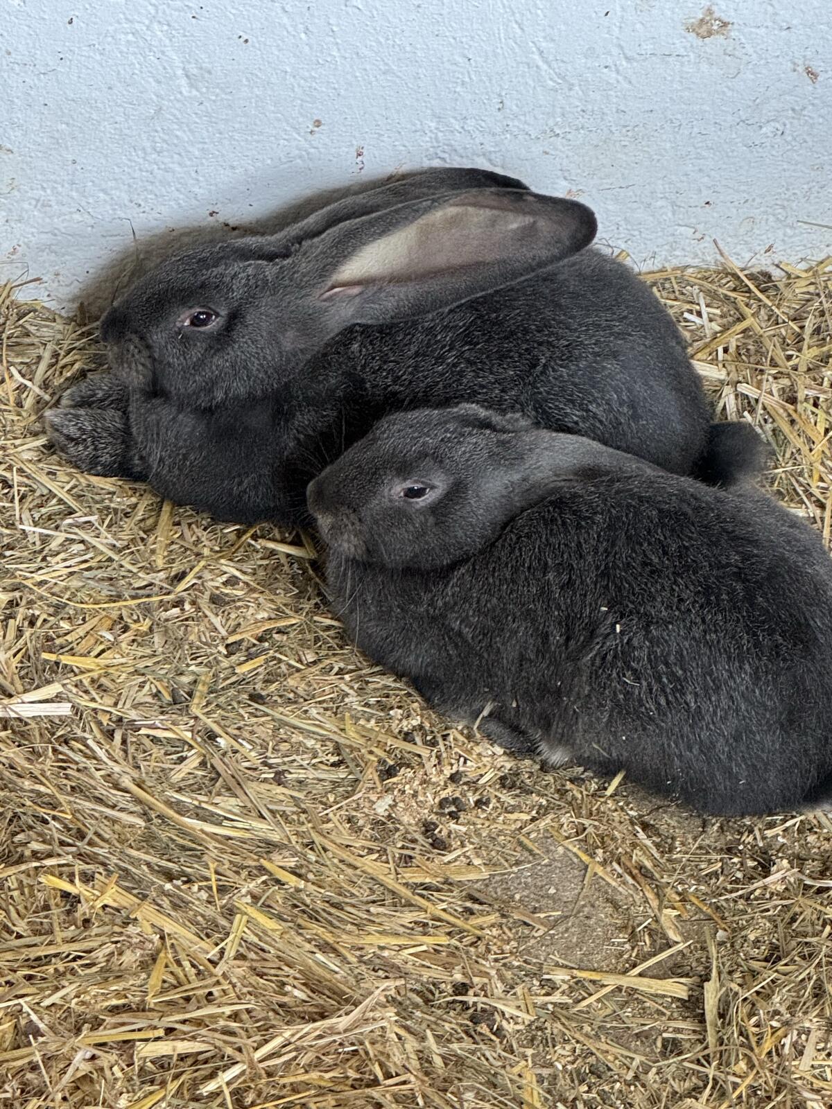 Riesenkaninchen 3