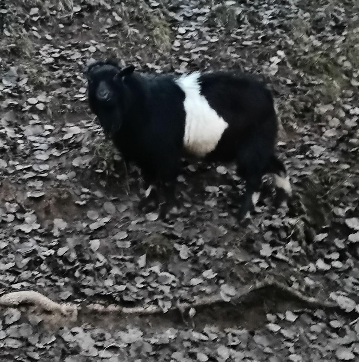Mini-Zwergziegenbock hornlos 2