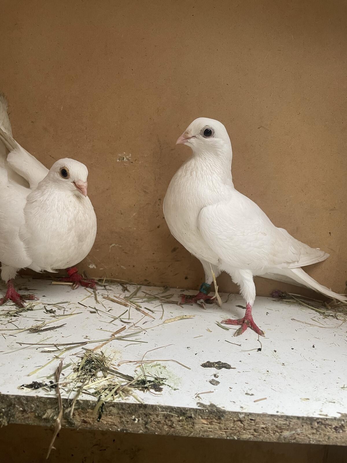 Tauben Galatzer Roll 2