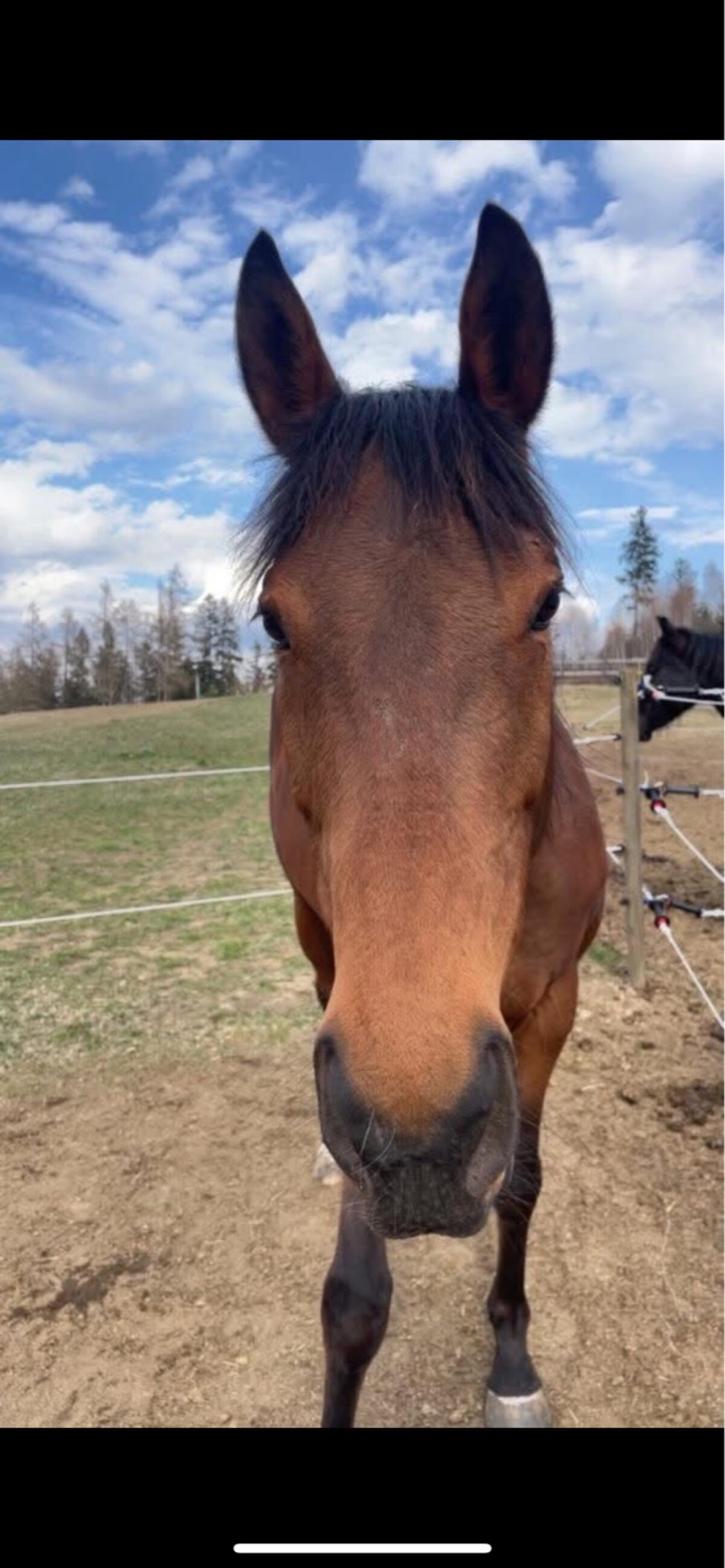 Vollblutstute sucht Traumplatz 2