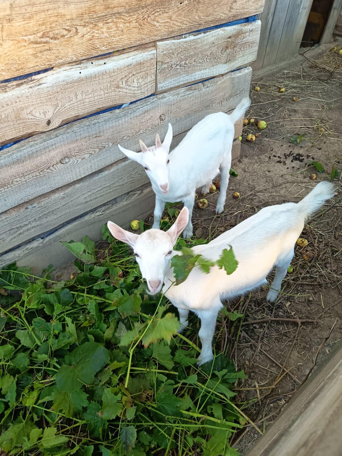 Saanenziegenböcke 1