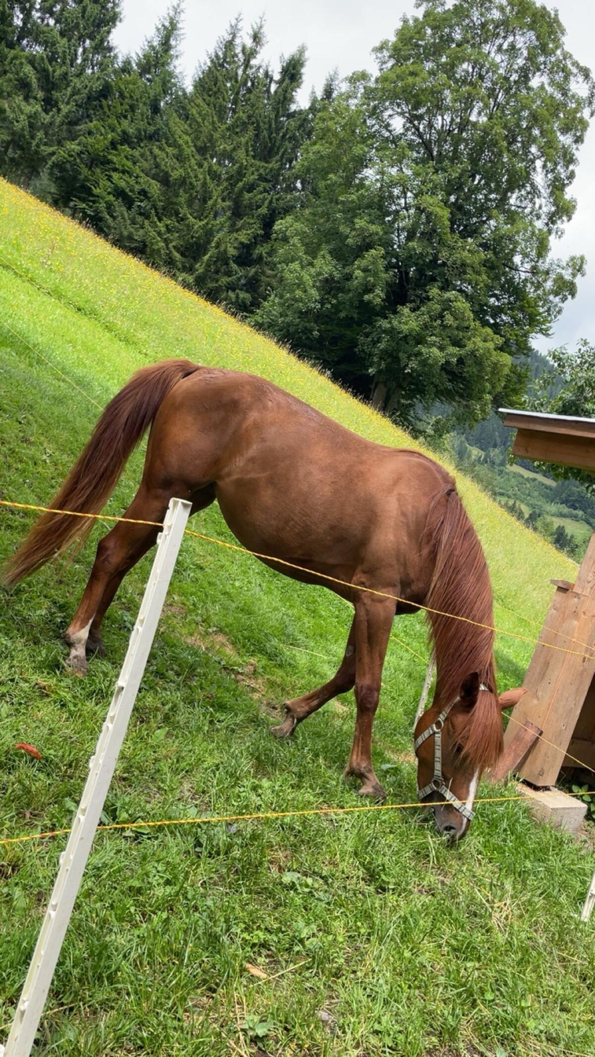 Araber-Stute sucht Bestplatz Orca 2