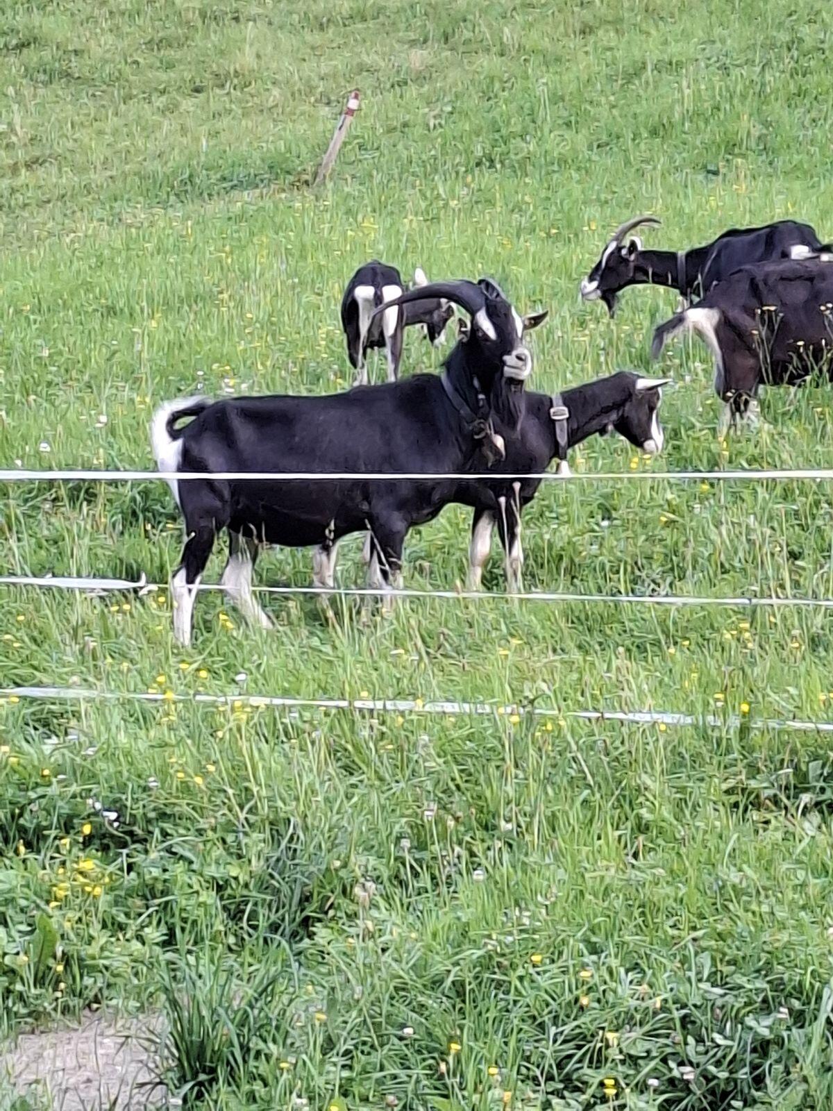 Bündner Strahlenziegen Bock 1