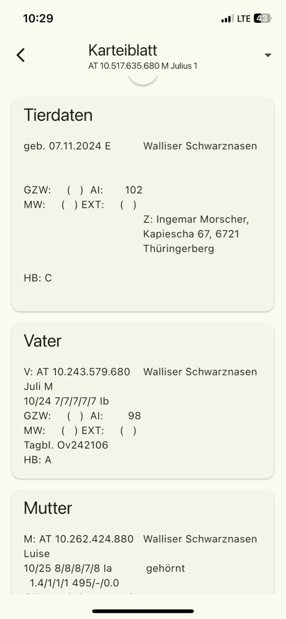 BIO Walliser Schwarznasen Widder HB 2