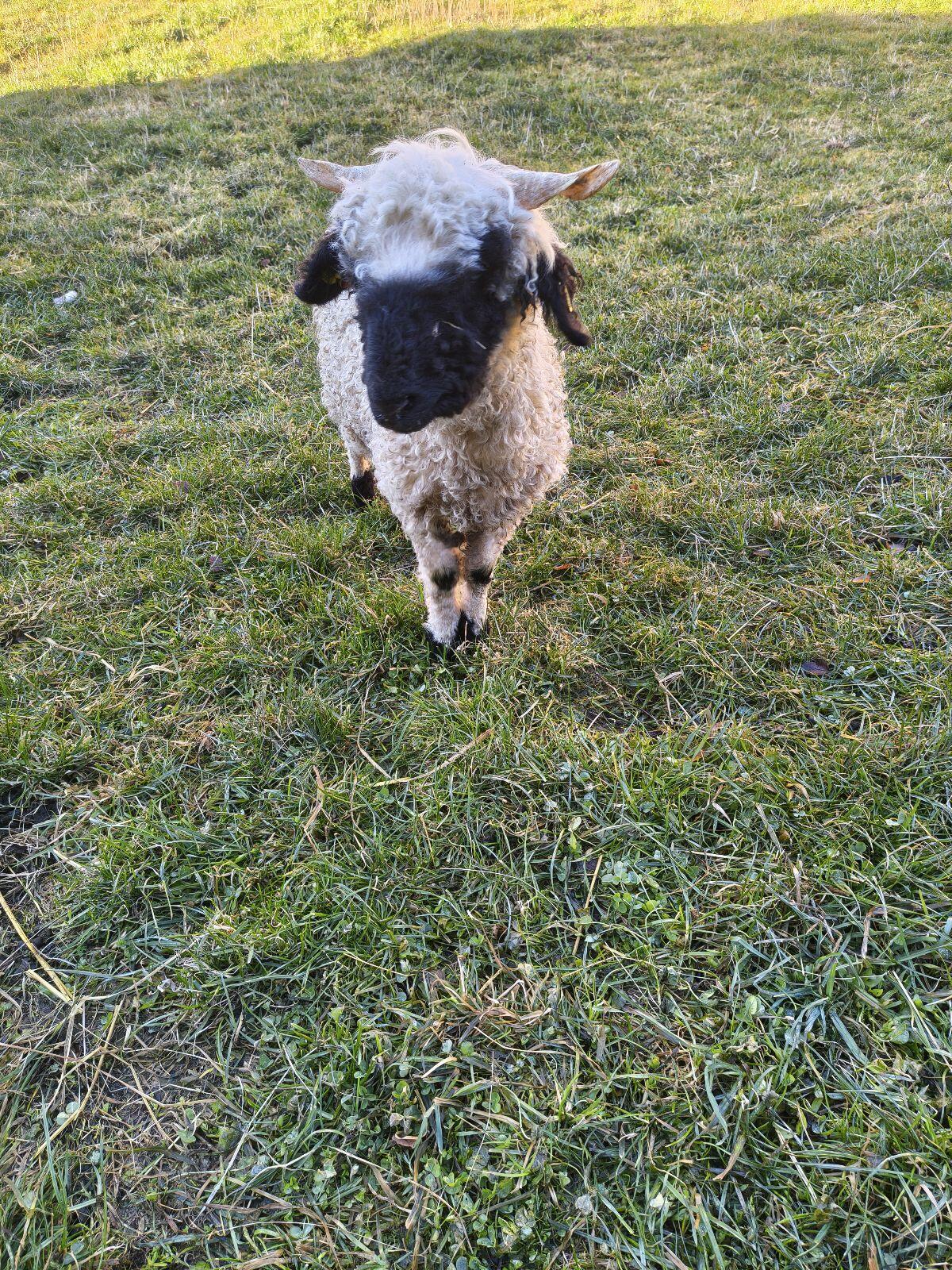 Walliser Schwarznasenauen Bio 2