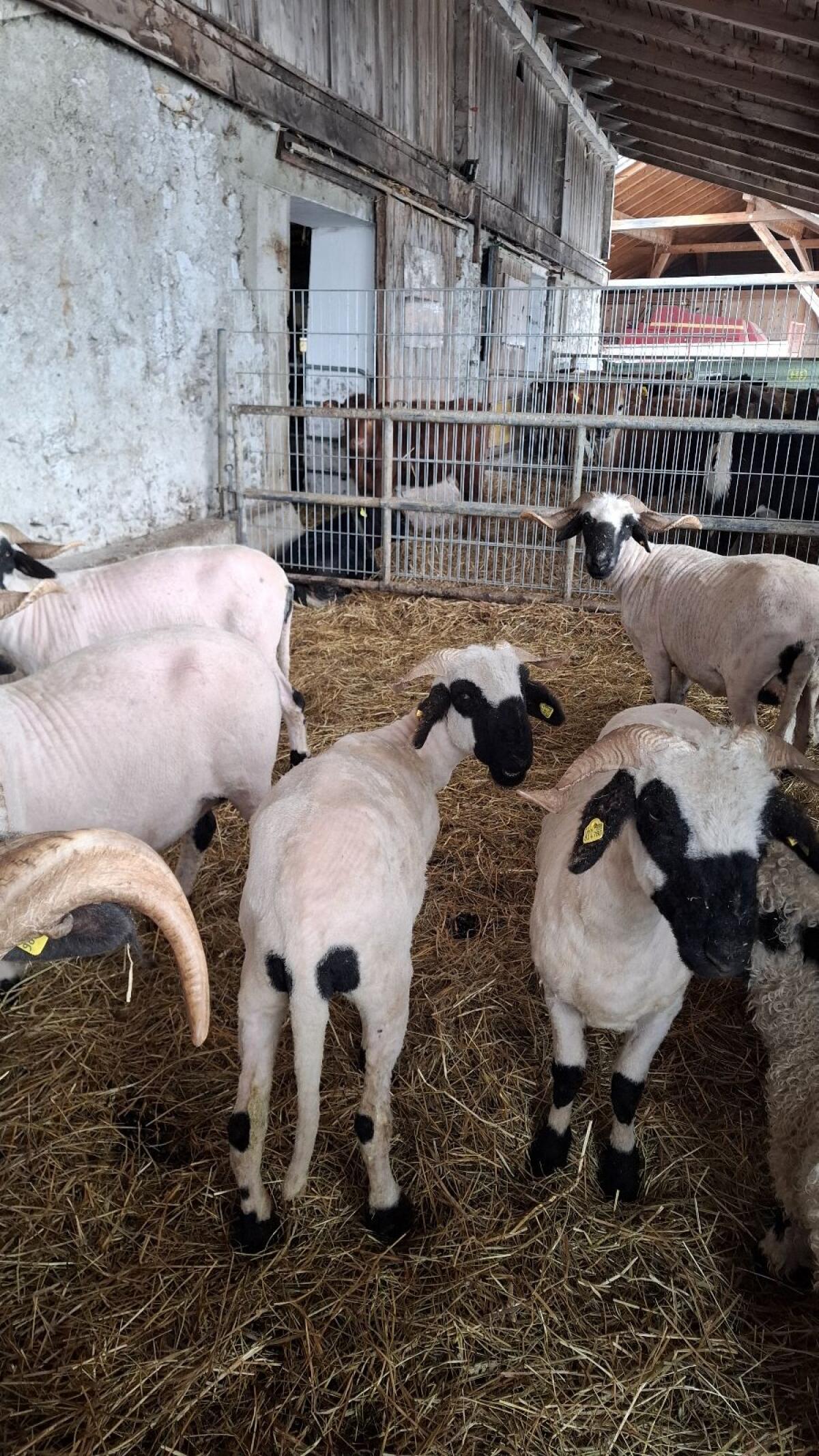 Walliser Schwarznasen Auen 3