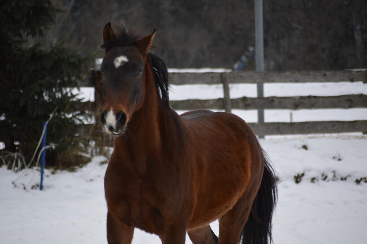 Ungarischer Halbblut Wallach 1