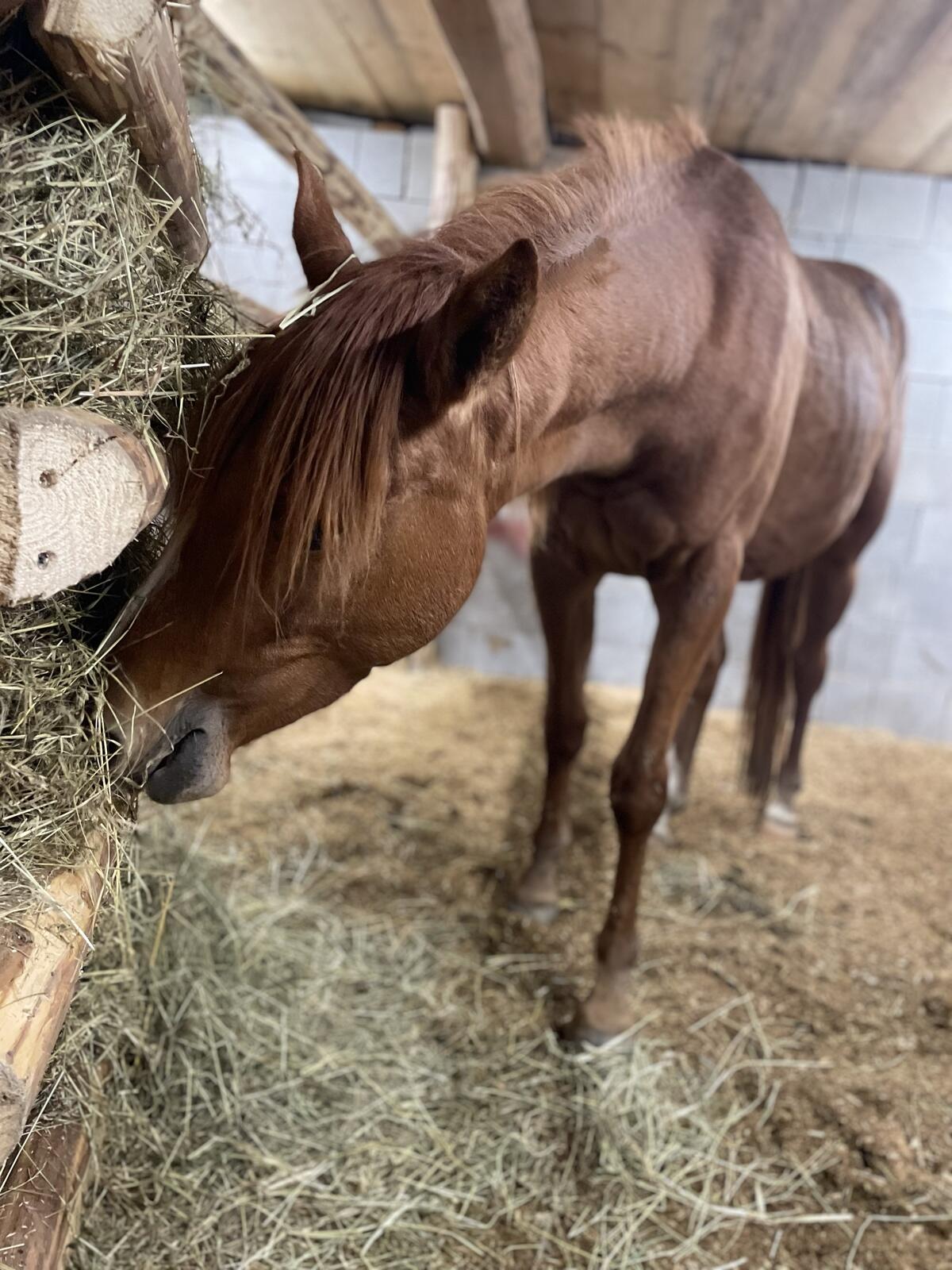 Araber-Stute sucht Bestplatz Orca 3