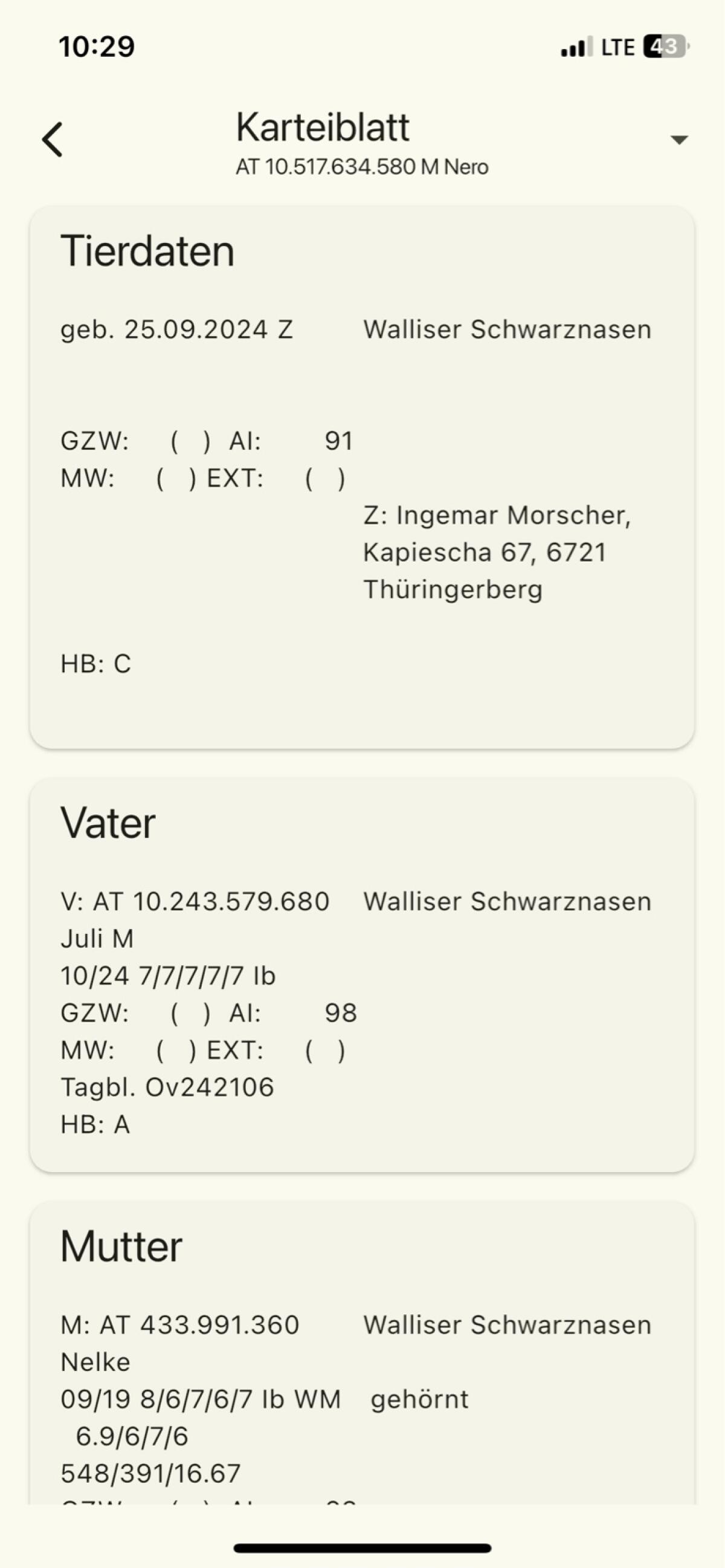 BIO Walliser Schwarznasen Widder HB 1
