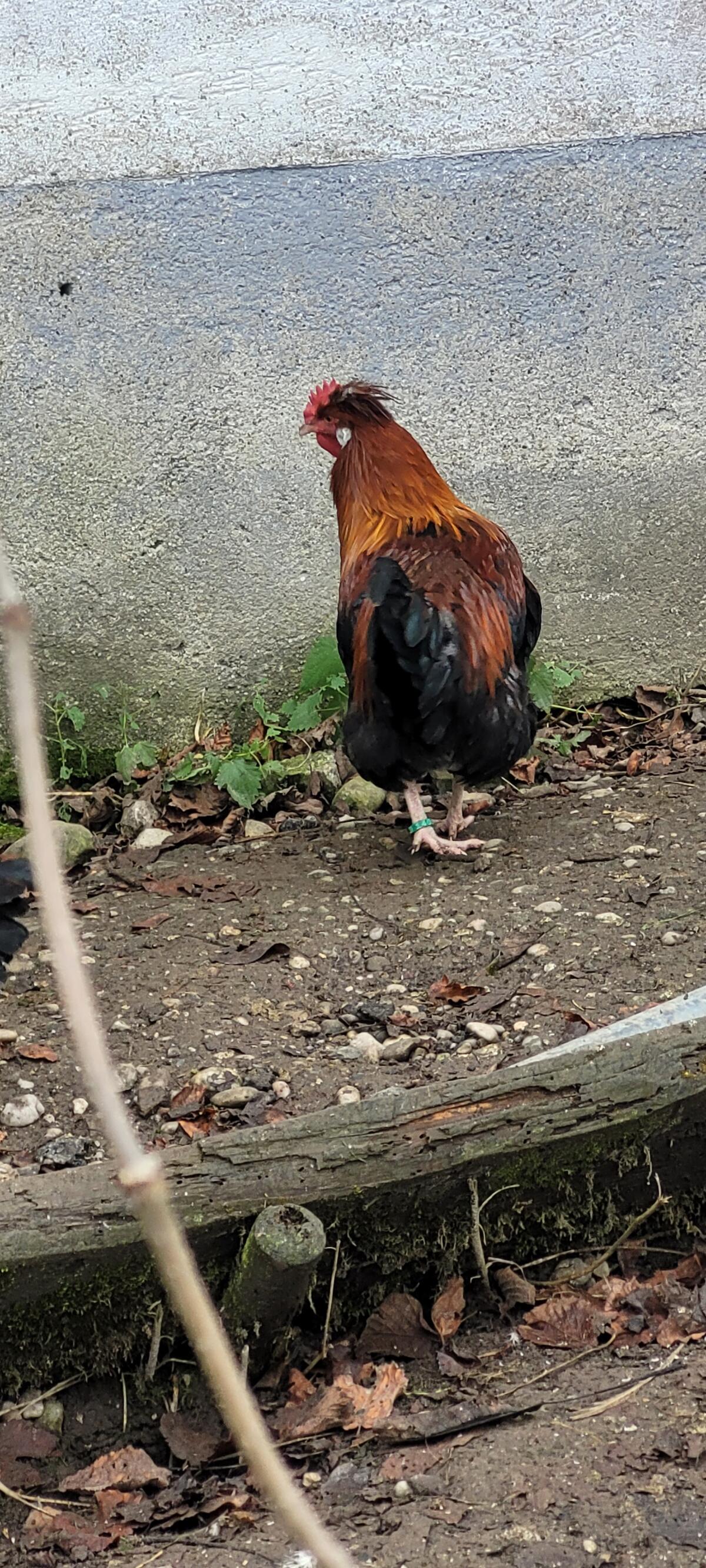 Sulmtaler Junghähne verschiedenen Alters, siehe Fotos! 2