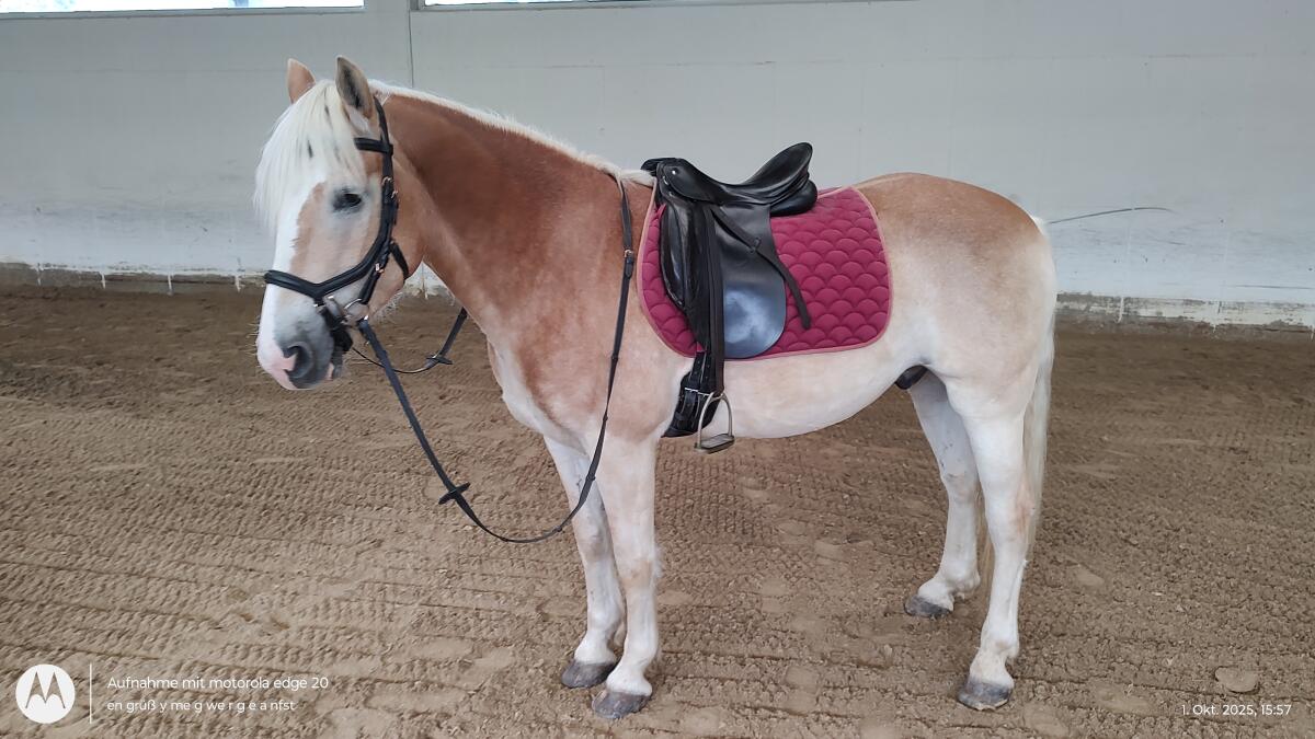 Verkaufe 5-jährigen Haflinger Wallach 3