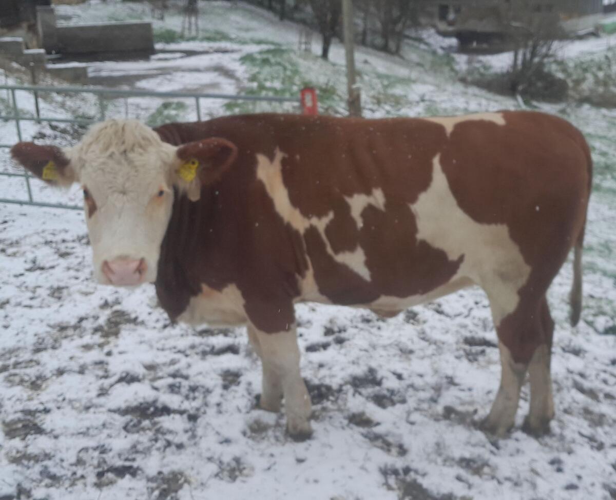 Trächtige Fleckviehkalbin 1