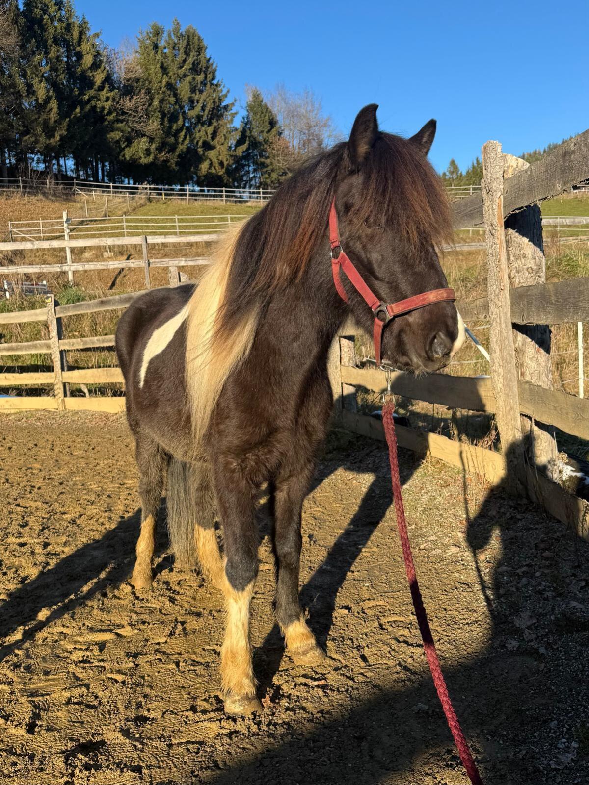 Islandpferd - hübsche 4-jährige Stute 2