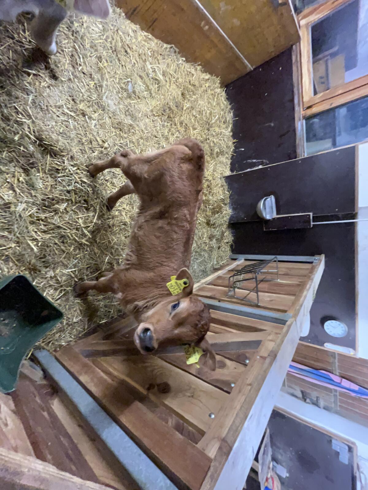 Jersey x Limousin Kuhkalb 1