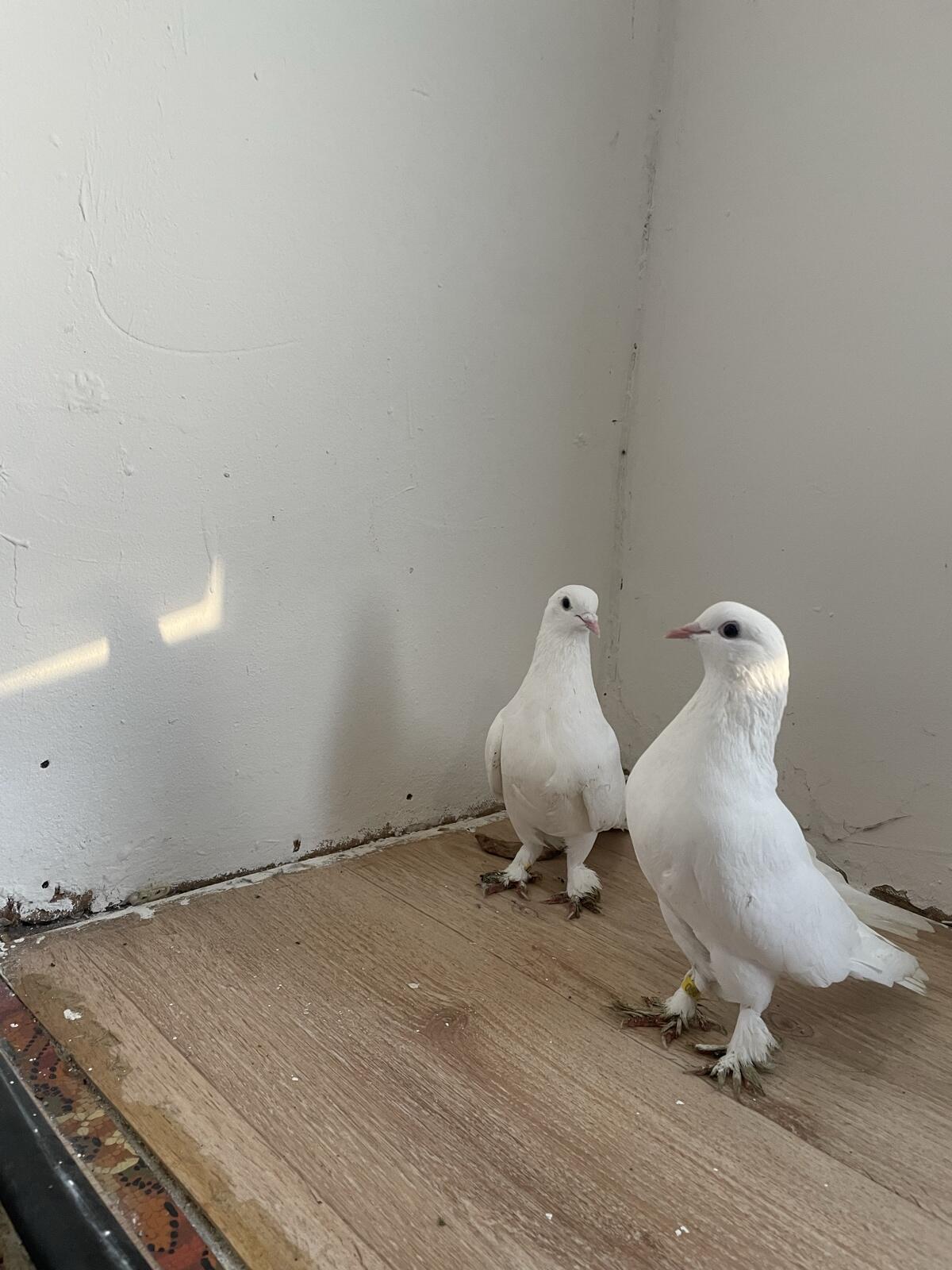 Tauben 2